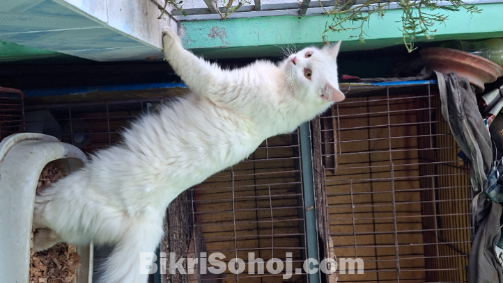 Short hair double  cot Persian Cats